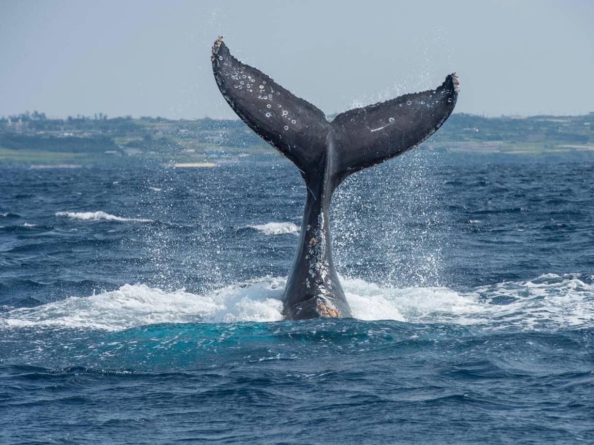 Científicos dieron a conocer las imágenes del cadáver del gran “monstruo marino”, encontrado en las playas de Nueva Zelanda.