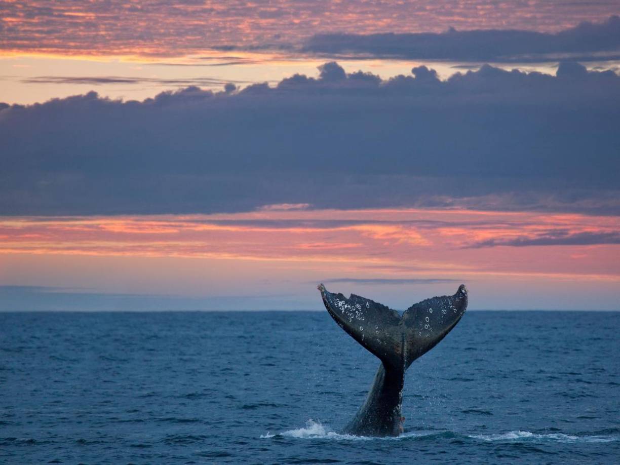 Asimismo, esta especie fue vista por primera vez en 1874.