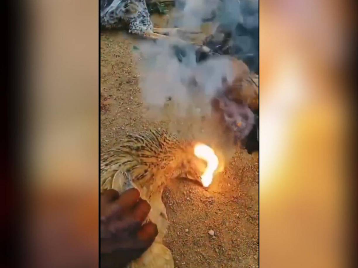 El suceso fue descubierto por Ravi, un granjero local, dueño de las aves fallecidas. Él mismo grabó un video con su dispositivo móvil donde muestra cómo, al apretar el vientre de las gallinas, primero salía humo y luego una llamarada. 