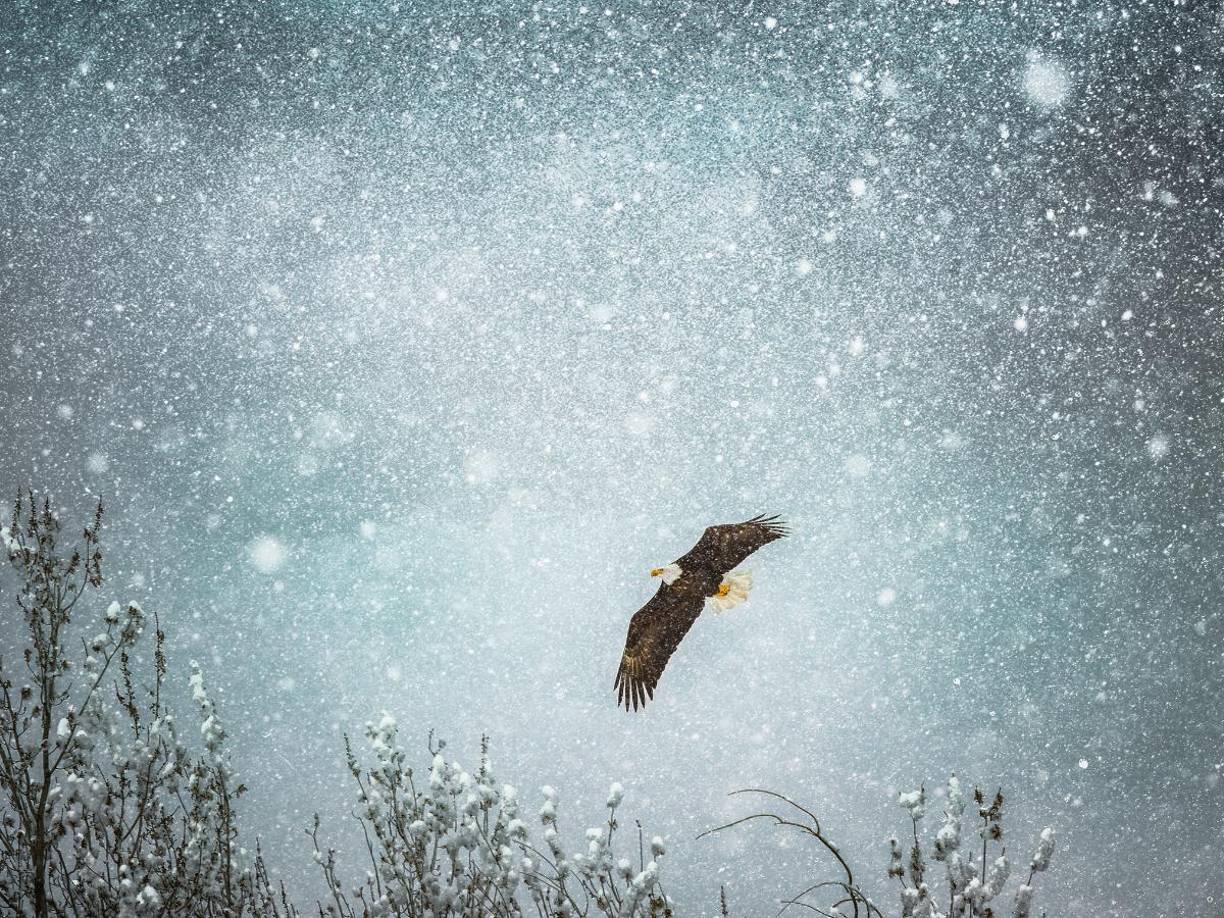 Además, varios colegios de los estados de Delaware, Pensilvania y Nueva Jersey cerraron sus puertas, al igual que numerosos centros educativos en la capital y en los estados vecinos de Virginia y Maryland.