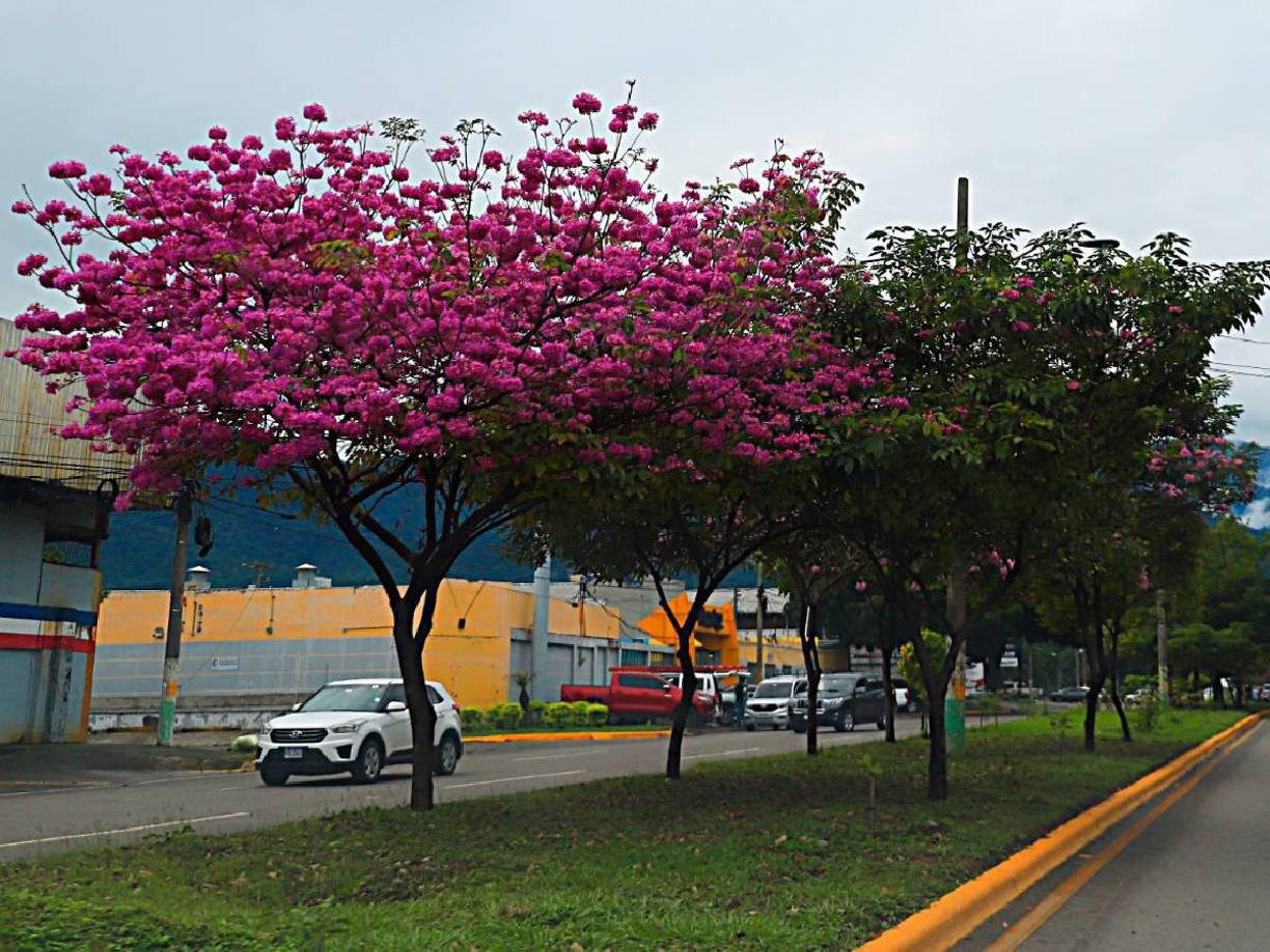 Árboles de Macuelizo adornan las calles de San Pedro Sula
