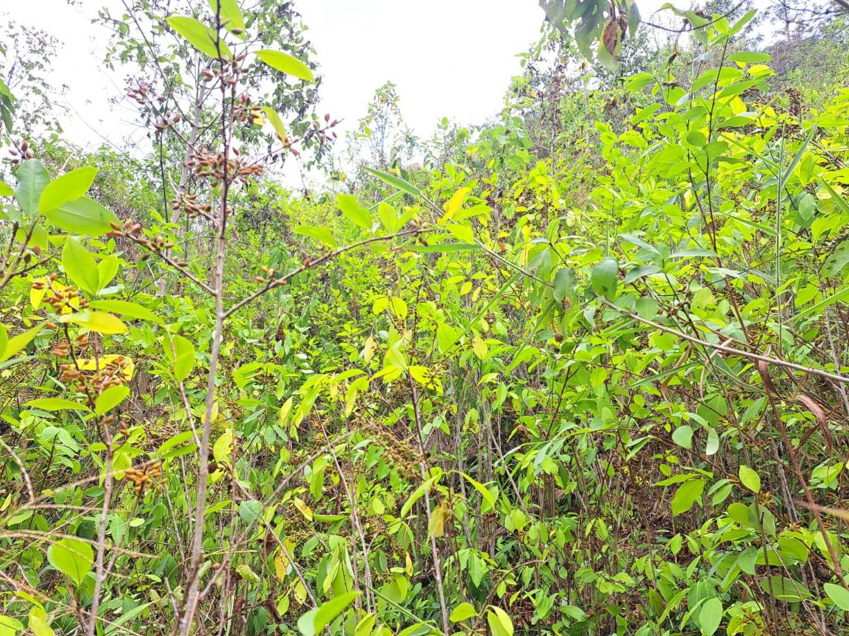 Por su posición geográfica, Honduras, es utilizado por narcotraficantes internacionales que envían cargamentos, especialmente de cocaína, a Estados Unidos, en avionetas y embarcaciones rápidas.