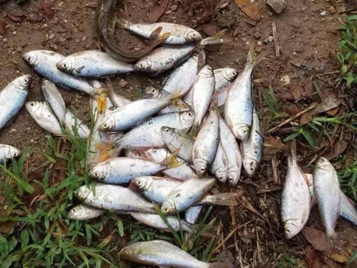 De acuerdo con la empresa, cada vez que ocurre el fenómeno una familia logra recolectar aproximadamente unos diez kilogramos de peces. En promedio, las familias reciben aproximadamente US$ 6 por cada kilo de pescado.
