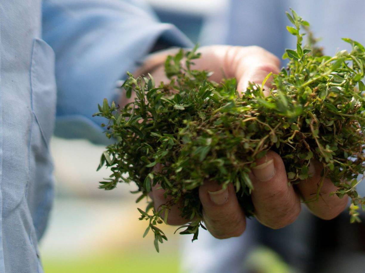 Roberto Contreras arrancó un pedazo del engramillado y aseveró que el recinto no está apto para albergar este cotejo.