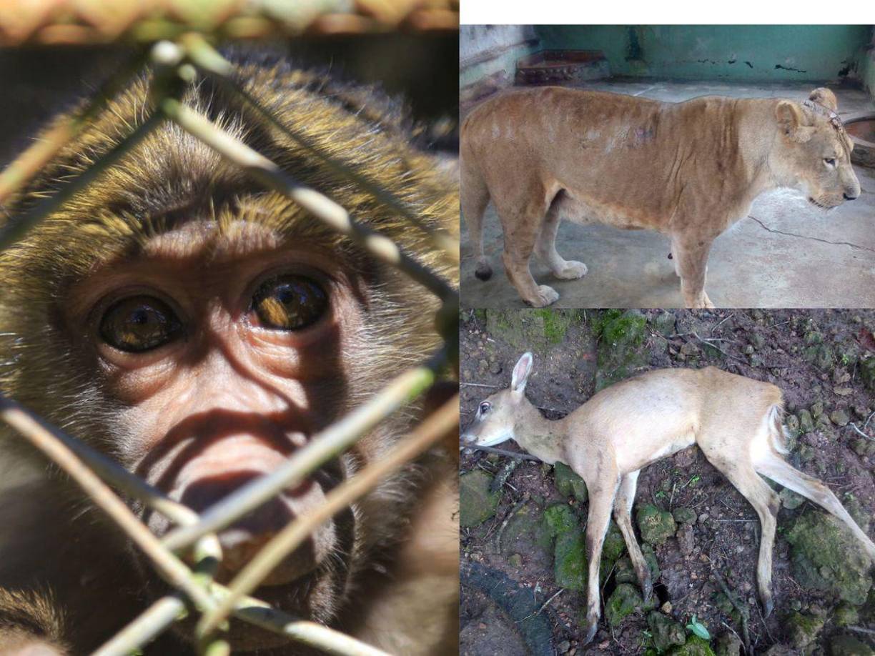 El descuido de los animales de Joya Grande es evidente y los empleados temen que se mueran todos.