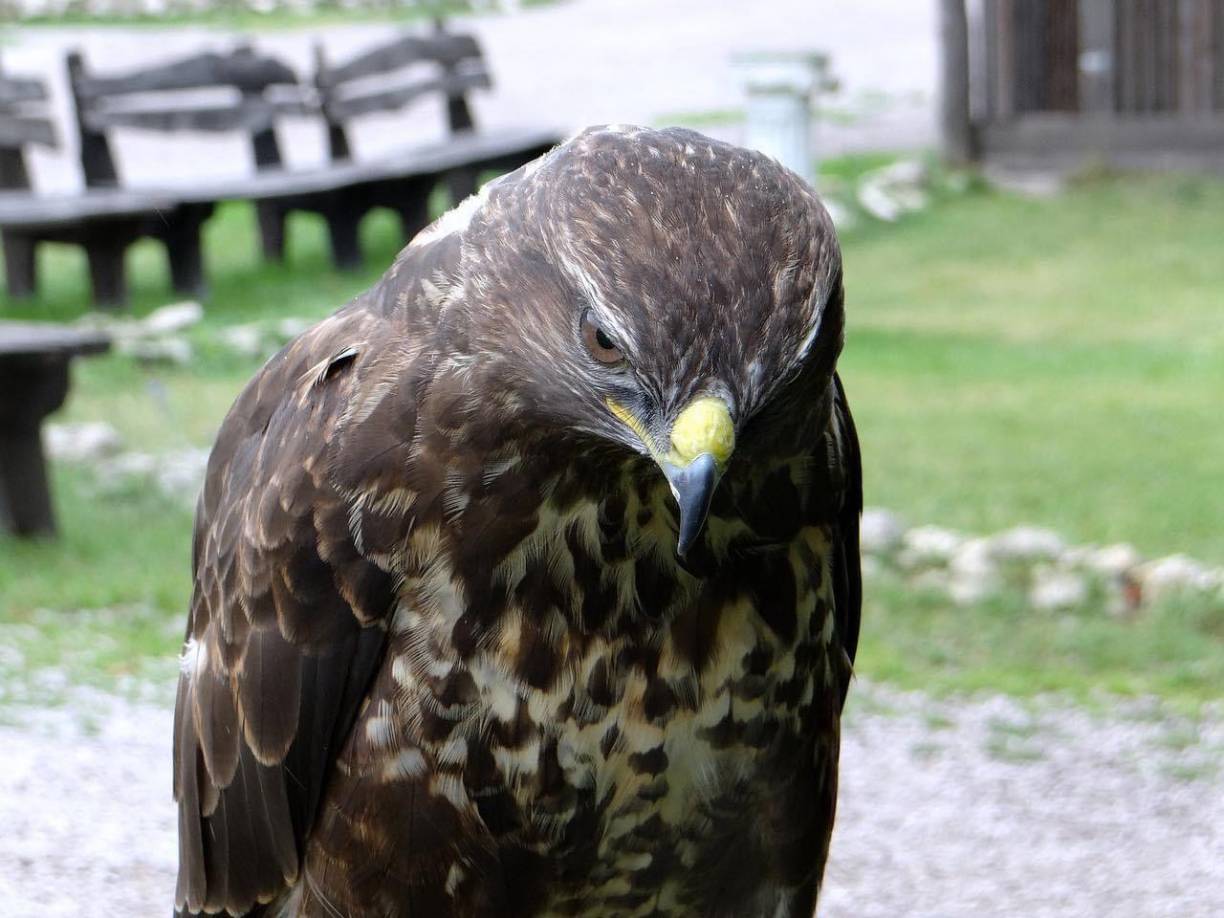 Motagua es víctima de crueles memes tras ser goleados por Alajuelense