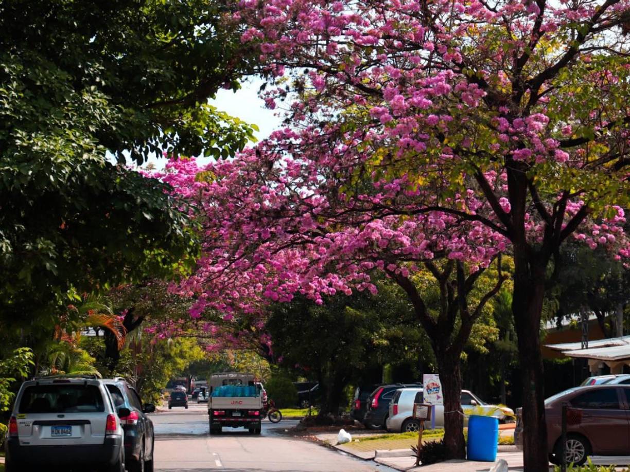 Este <b>árbol</b> es nativo de los bosques trofofilos de la zona intertropical americana y crece hasta 30 metros de altura.