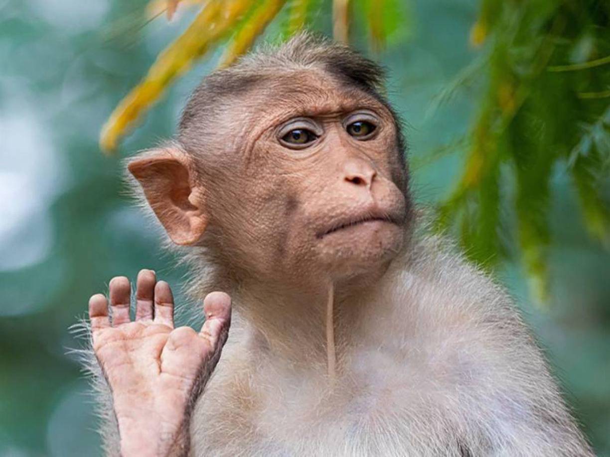 La viruela del mono es una enfermedad viral que ha captado la atención global en los últimos años. Conocer sus síntomas y cómo prevenirla es crucial para proteger nuestra salud y la de quienes nos rodean.