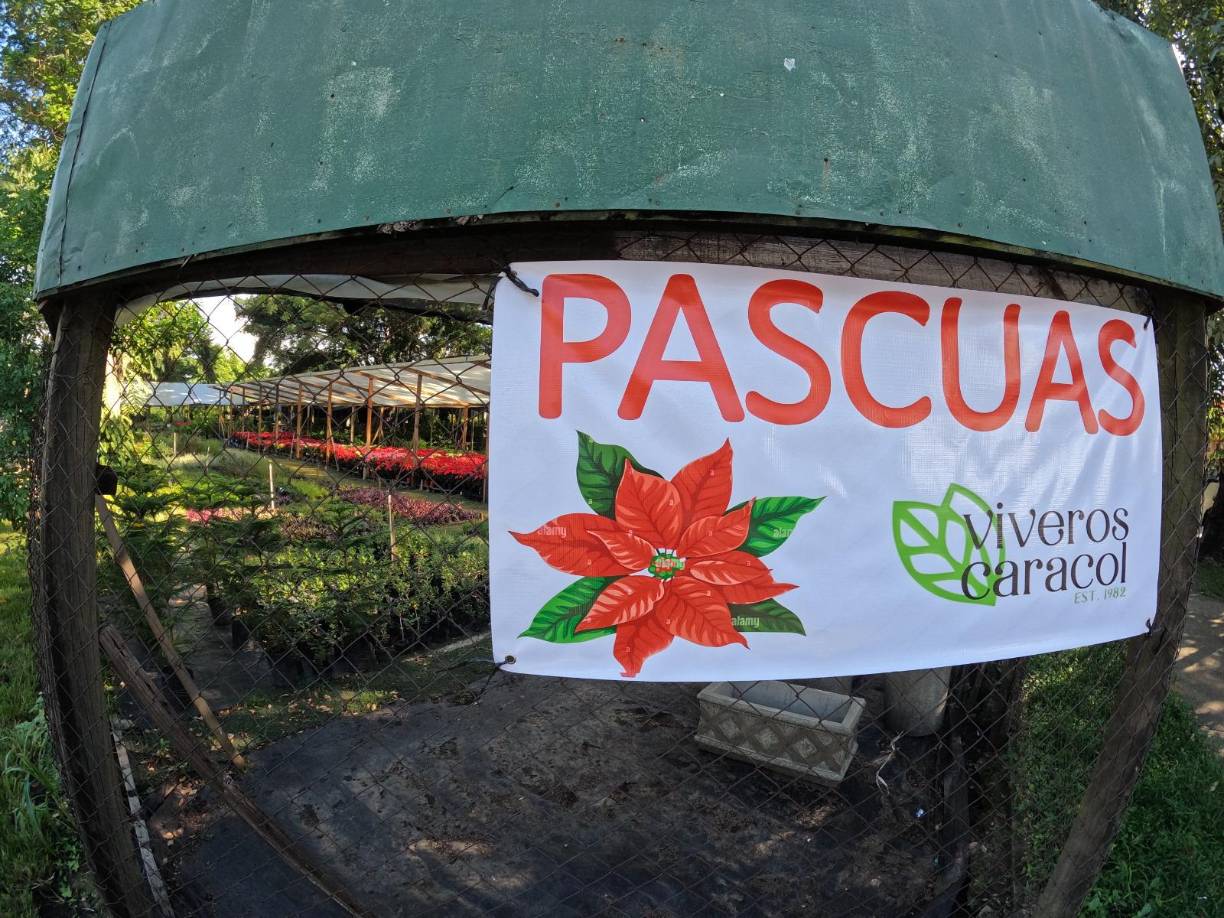 En Viveros Caracol las podrá encontrar en diferentes colores: amarillas, blancas, rosadas, multicolor y por su puesto, la tradicional pascua roja.
