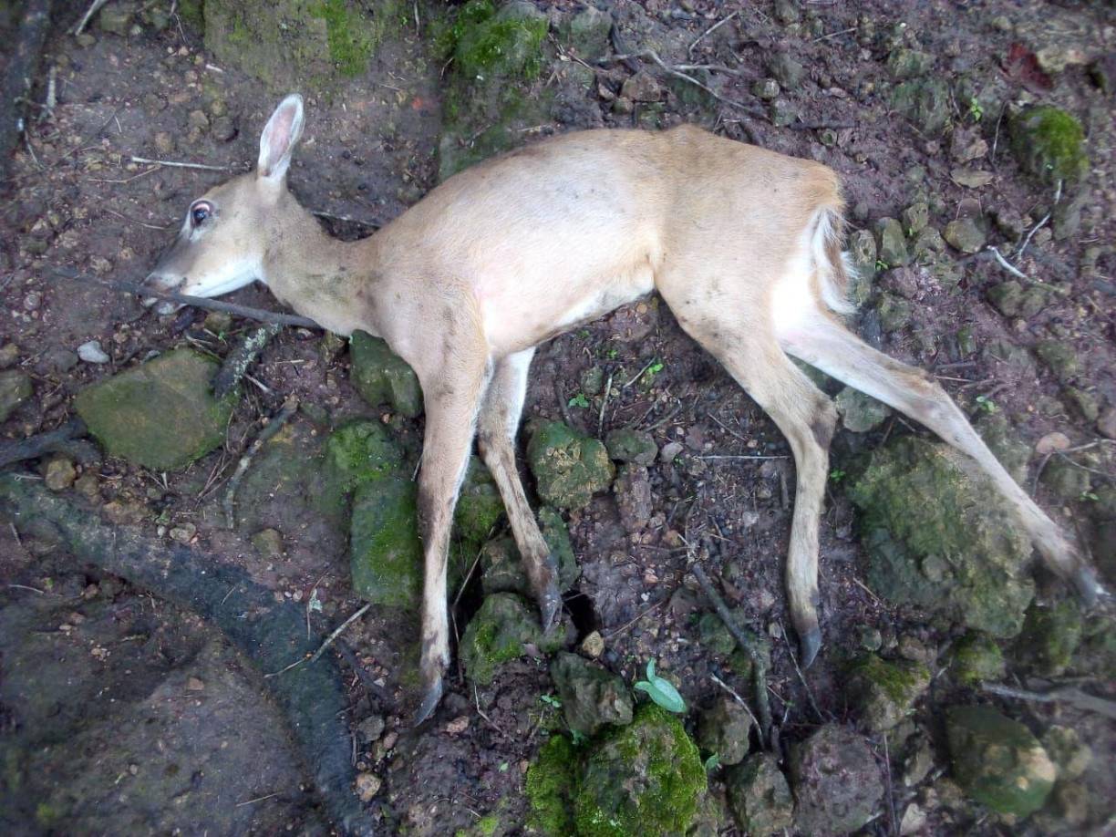 Este venado está agonizando, pero ya murieron varios de estos hermosos ejemplares.