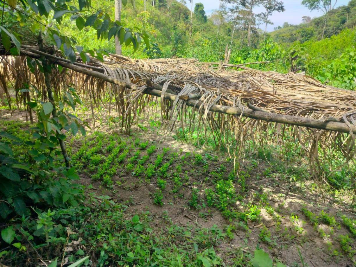 Al interior del supuesto narcolaboratorio se encontró la siguiente evidencia 41 barriles plásticos conteniendo químicos precursores, 100 sacos, 80 tambos conteniendo combustible, tres bombas para fumigar, una báscula digital, una báscula tipo reloj y seis sacos de cal.