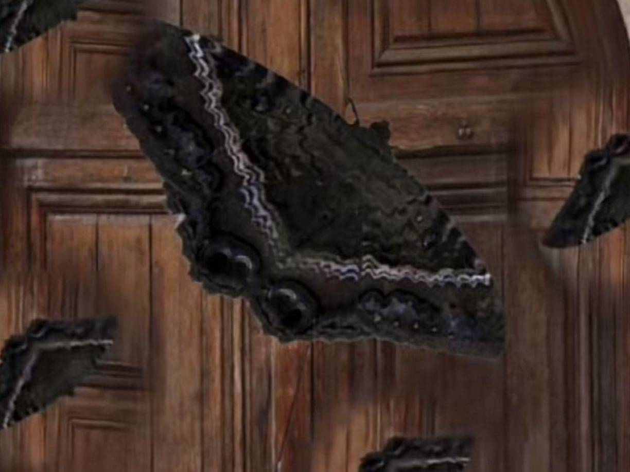 La presencia de mariposas negras en una vivienda casi siempre son atribuidas a augurios o supersticiones dadas por antepasados. Aquí te contamos algunas razones.