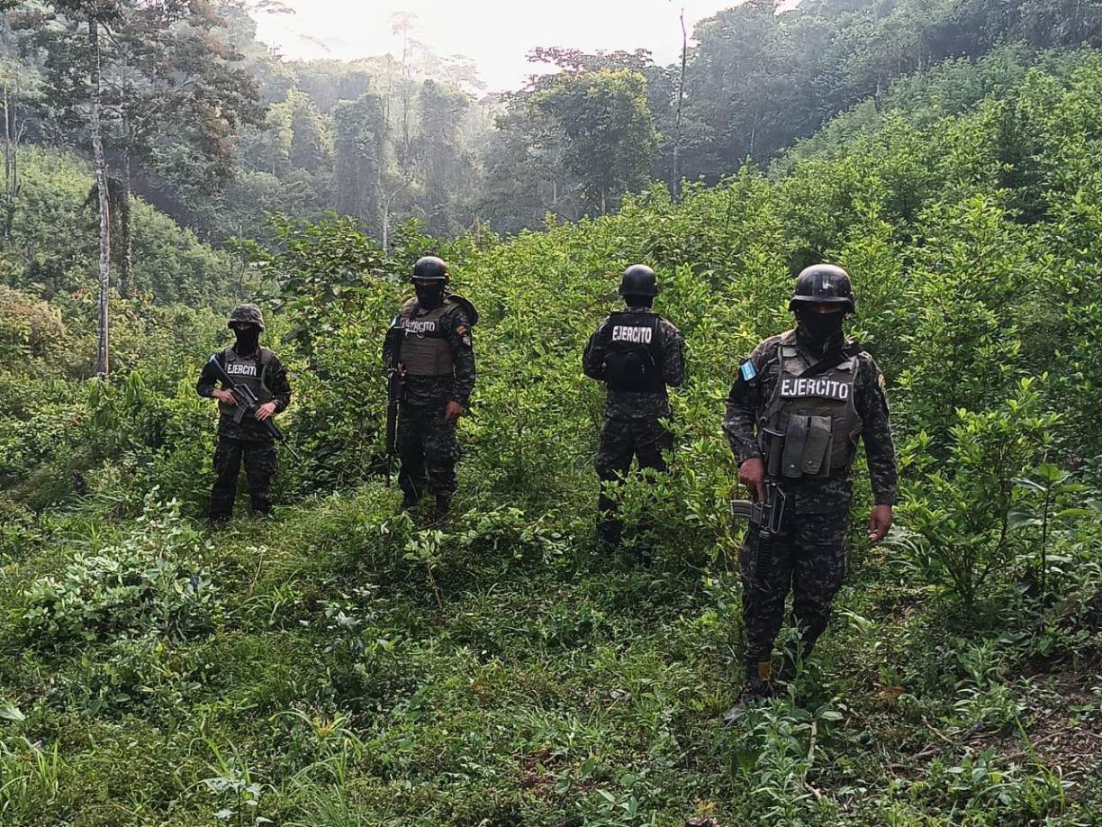 Los trabajos de erradicación fueron realizados por militares.