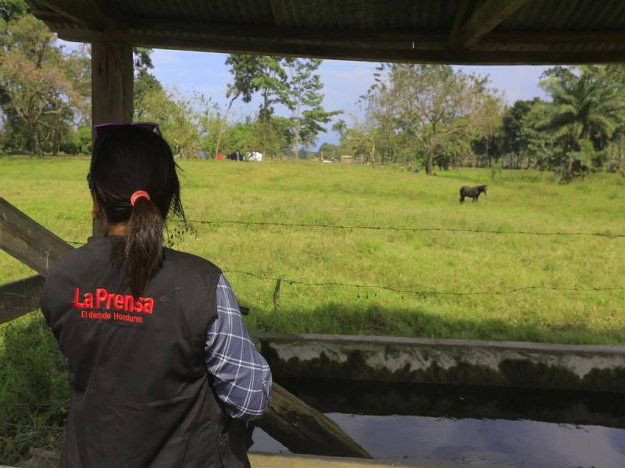 Las invasiones generan inestabilidad en el aparato productivo, en la sociedad genera pobreza y restricciones en toda la generación del circulante de la economía, expresa el titular del Instituto Nacional Agrario, Francisco Fúnez. 