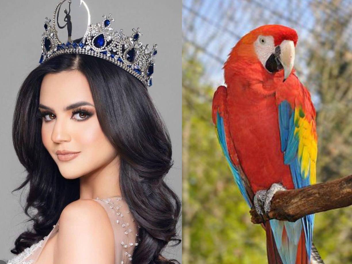 Se han revelado detalles sobre como será el traje nacional de Miss Honduras en Miss Universo. 