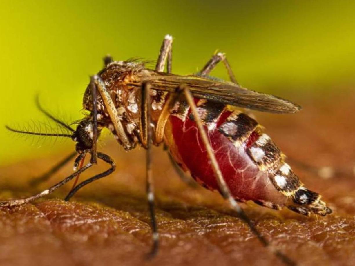 Los CDC explica que existen cuatro tipos diferentes, pero estrechamente relacionados, de virus del dengue: dengue 1, dengue 2, dengue 3 y dengue 4.