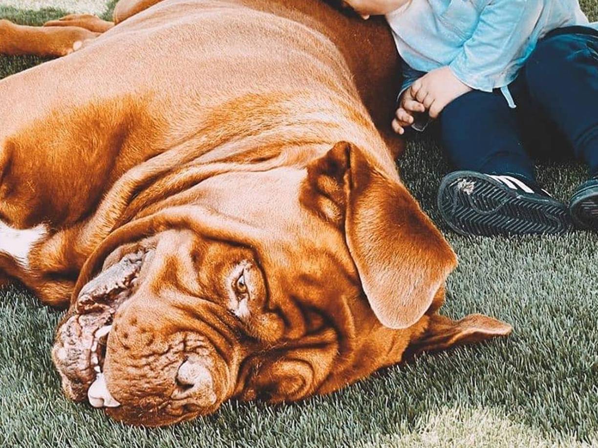 Hulk ya tiene 7 años, y los Dogos de Burdeos tienen una edad promedio de 10 u 11. Los cuidados deben ser extremos.