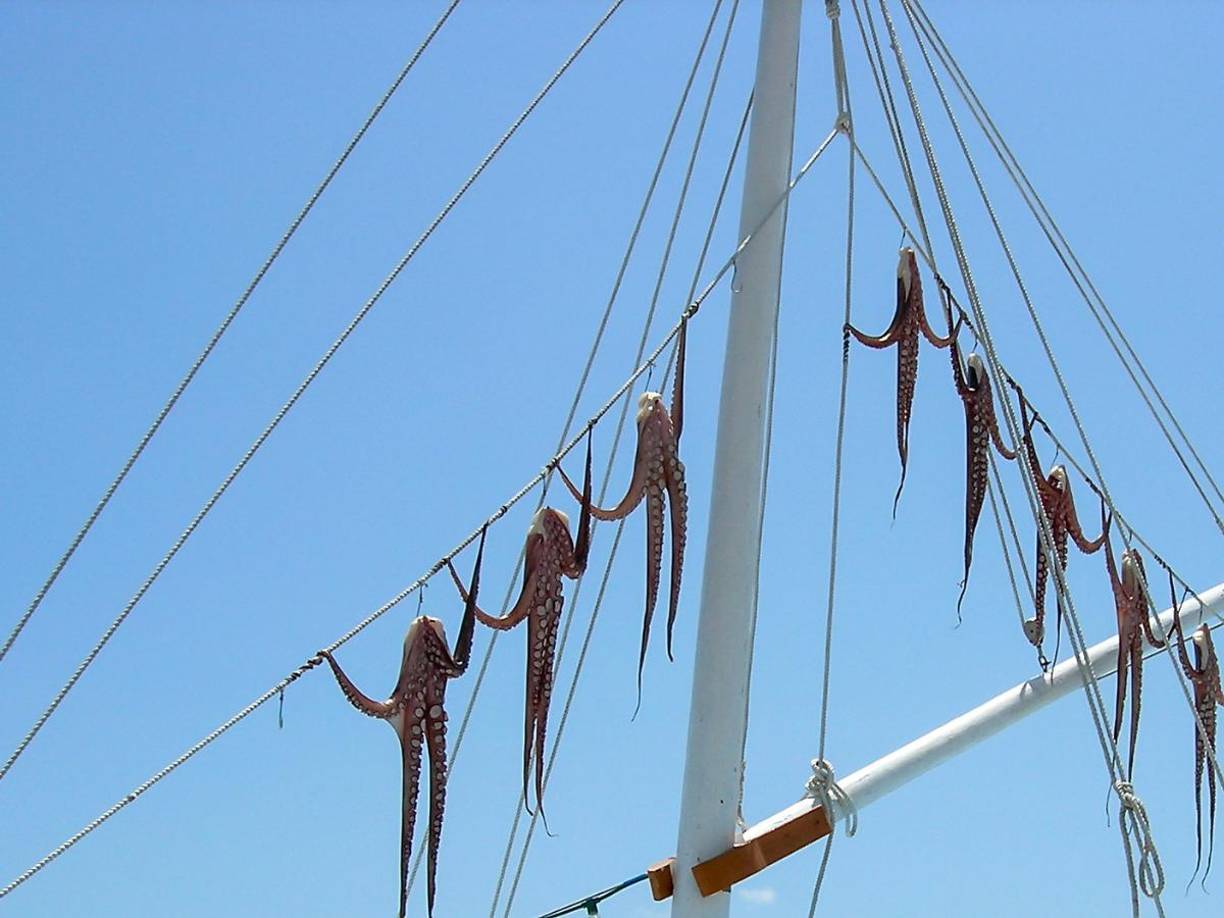 Según científicos, los pulpos podrían convertirse en los nuevos líderes del planeta tras la extinción humana. Su inteligencia avanzada, habilidades para resolver problemas y destreza física los posicionan como candidatos ideales 