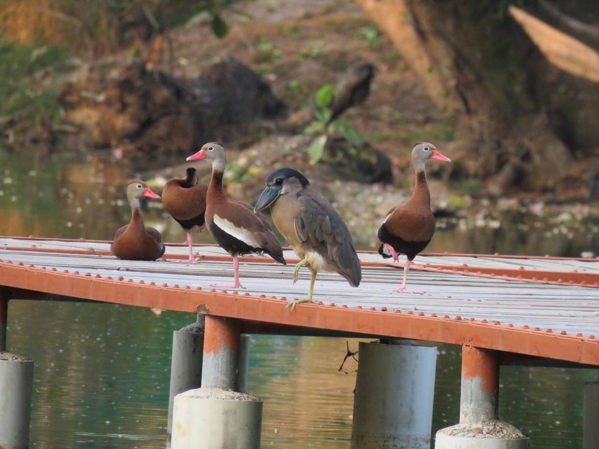En 1944 se adquirió la propiedad en las cercanías del Río Blanco y se le denominó HACIENDA TARA. Uno de sus espectáculos es la variedad de aves que aquí habitan.