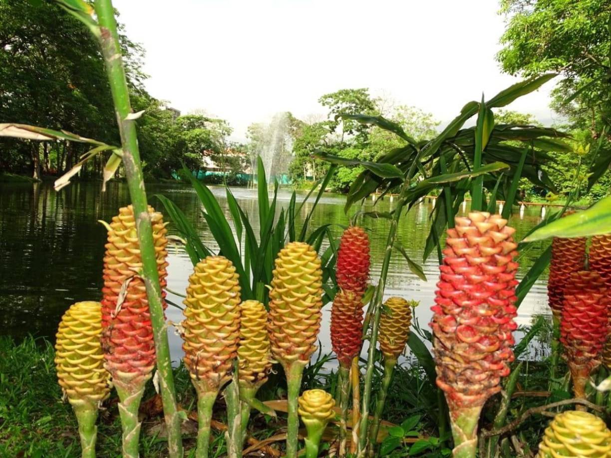 Hacienda Tara, un rinconcito natural en San Pedro Sula