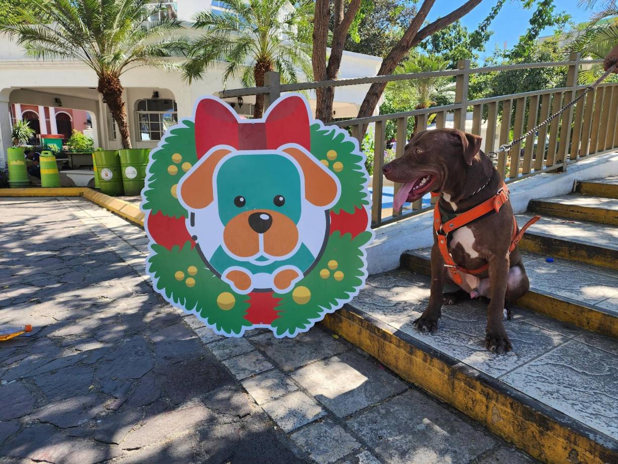 “Rocky a llevado una vida difícil, realmente al recibirlo le quedaba mucho camino físico para recuperarse y mental”, explicó. “Rocky es un ejemplo de muchos corazones unidos por una causa y Rocky también representa el caso que todavía estamos esperando que encuentre justicia”, extendió.