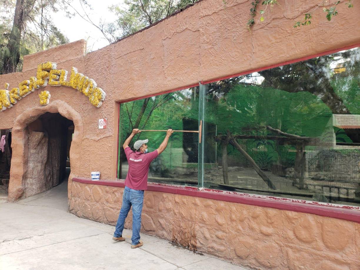 Nunca se especifica el material que se entregó ni la cantidad, además de que el intercambio de los bovinos no fue notificado a Semaren, Profepa ni la Semarnat para atestiguar el cambio, utilizando a trabajadores del mismo lugar como testigos de la entrega, lo que no está considerado en el procedimiento que establece la ley.