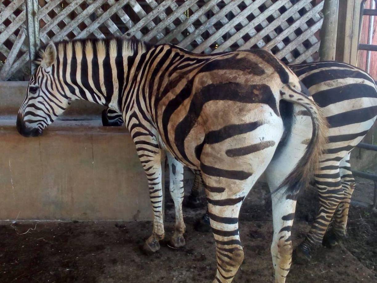 Dos de las cebras del zoológico Joya Grande.