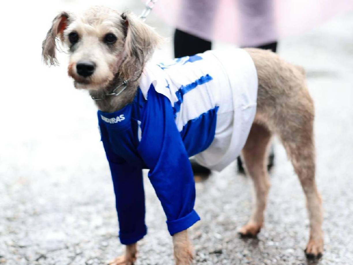 Hasta los perros llegaron al Morazán. Kloy, la perrita que llevaba puesta su indumentaria de la ‘H’.