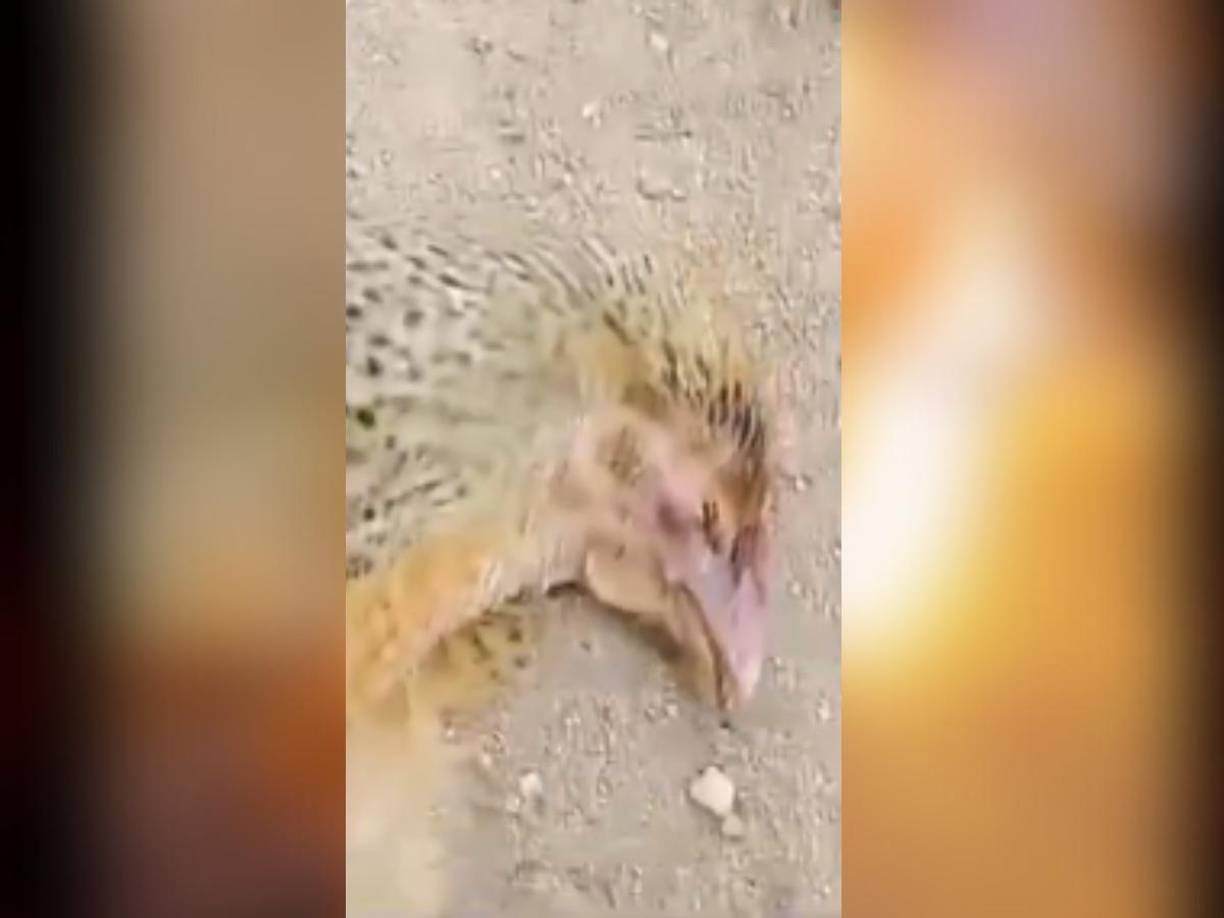 El hecho tuvo lugar en Hadige, una aldea rural de Sakaleeshpur, conocida por su comunidad agrícola.