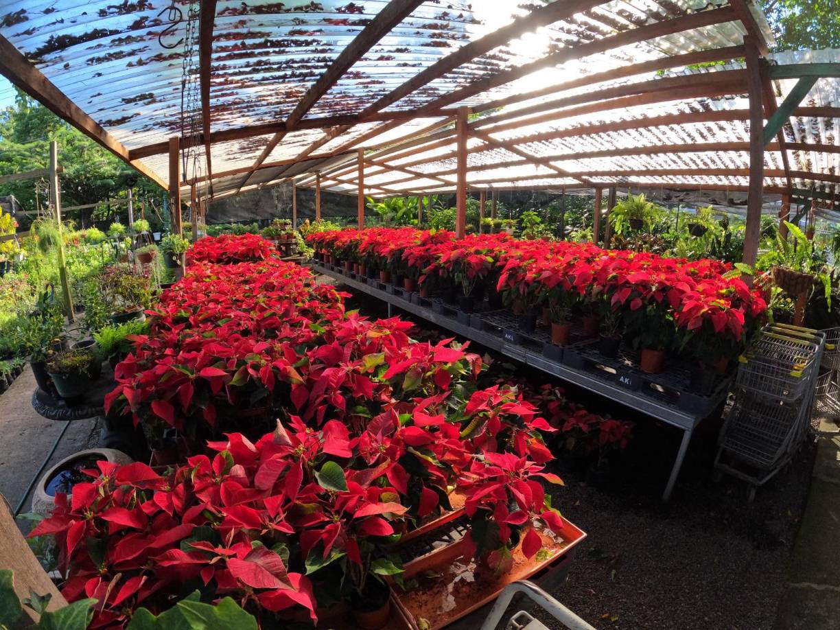 Los productores de estas emblemáticas flores recomiendan que se rieguen una o dos veces al día si se tienen en exteriores y una vez cada dos días si está en espacios cerrados.