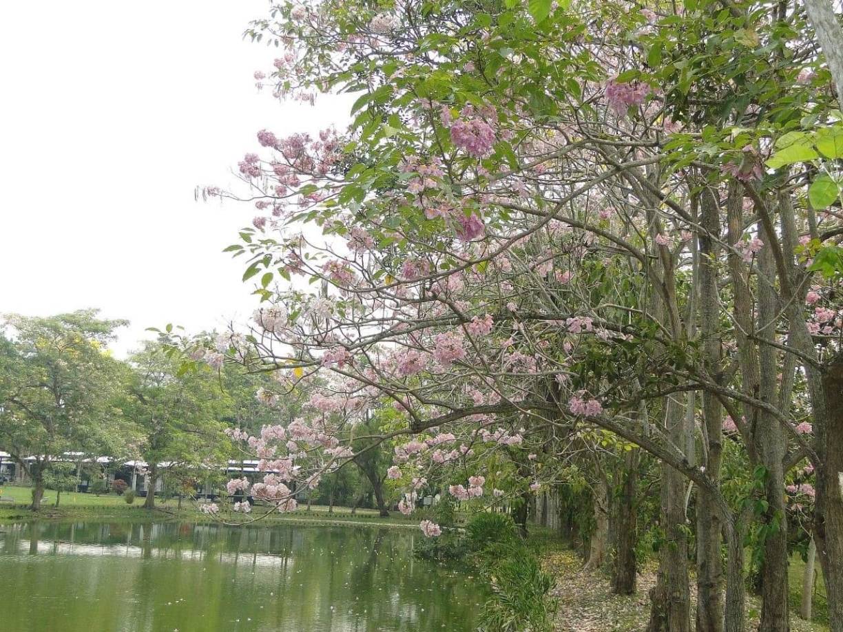 “Sentimos que nuestra niñez y nuestra juventud ha ido perdiendo el aprecio por las cosas pequeñas y sencillas que le dan su verdadero sabor a la vida. Igualmente sentimos que quienes tuvimos la oportunidad de disfrutar de estas pequeñas cosas, las añoramos. Por eso nuestra misión es compartir con quien quiera apreciarlo, este pequeño lugar con su belleza natural, y agregarle un poco de tradiciones”, expresan. 