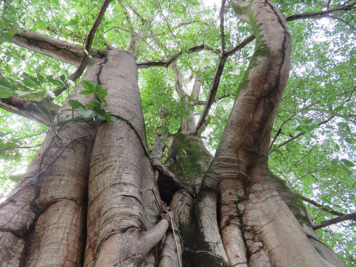 Hacienda Tara también abre sus puertas a quienes únicamente quieren pasar un día disfrutando de la naturaleza con amigos o familiares y armar su picnic.