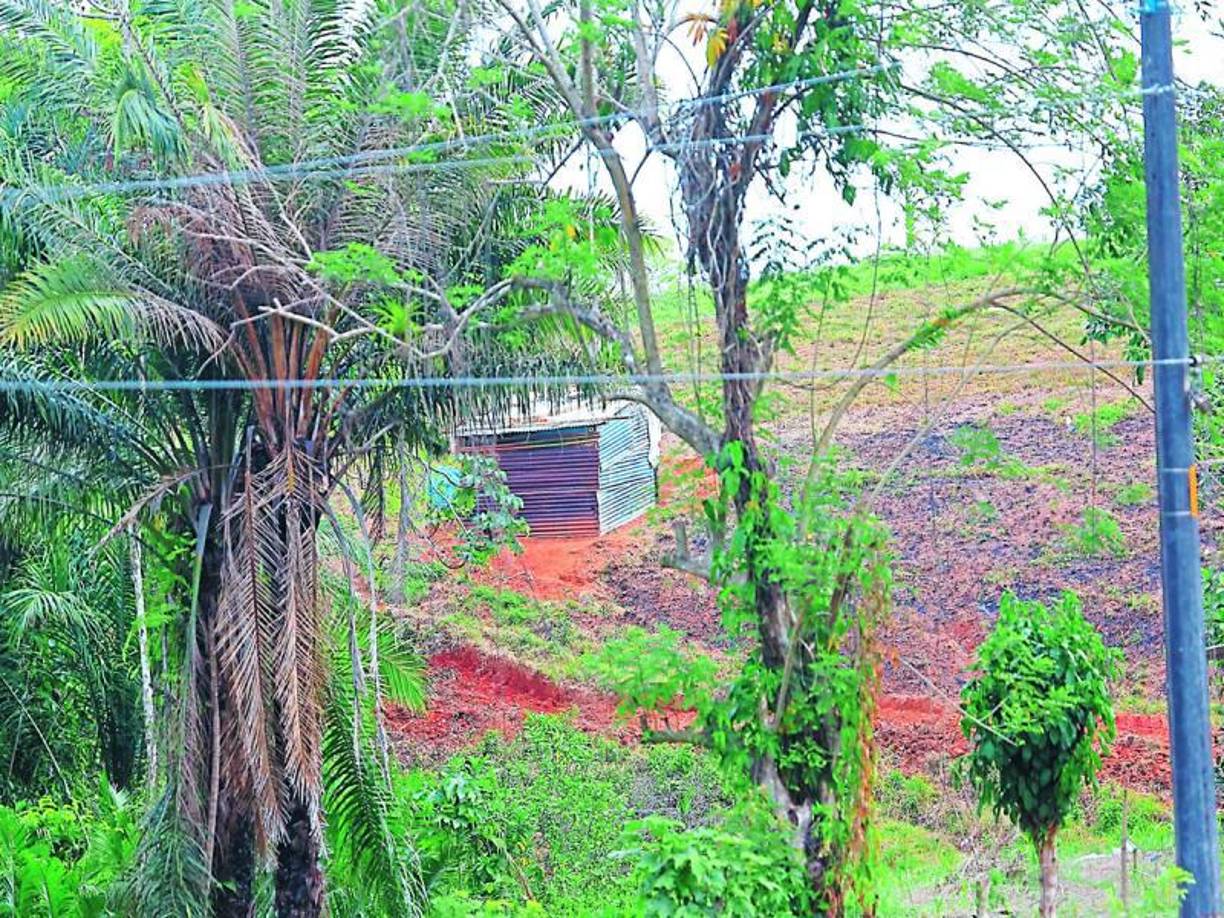 1,100 ganaderos independientes hay en el departamento de Atlántida, el que aloja al rubro más grande. En la Asociación Nacional de Ganaderos y Agricultores de Atlántida tienen al menos 500 afiliados.