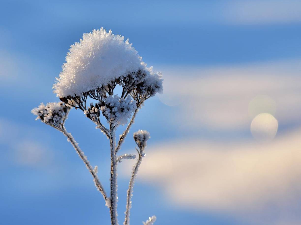 Este año, el impacto del fenómeno de “La Niña” podría ser decisivo para la intensidad de las nevadas y las temperaturas en todo el hemisferio norte.