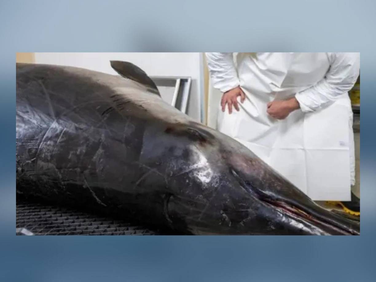 ’’No puedo decirles lo impresionante que es”, dijo Anton Van Helden, asesor principal de ciencias marinas.