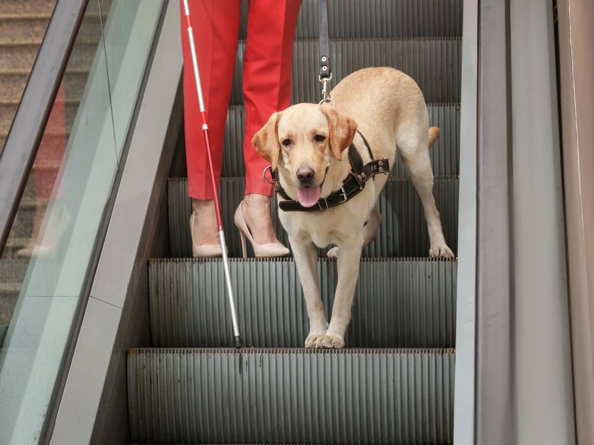 La Escuela para Entrenamiento de Perros Guía para Ciegos I.A.P., que avala el entrenamiento de Odín, señaló que el personal del hotel ofreció como alternativa que Sarahí ingresara sin su perro y acompañada de otra persona, lo que ella rechazó.