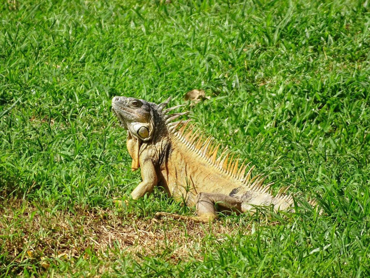 Asimismo a quienes quieran dar un paseo a caballo o en bicicleta por toda la hacienda, caminar o tirarse en la grama y disfrutar del cielo y las montañas. Asimismo, se aprecia la presencia de otras especies de animales exóticos.