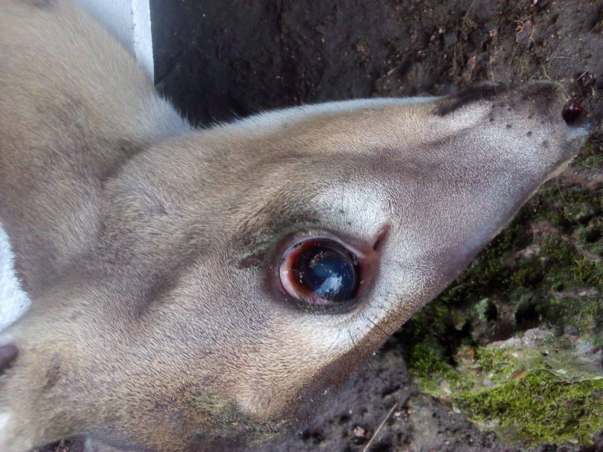 Así luce de desmejorado en venadito que se encuentra a punto de morir.