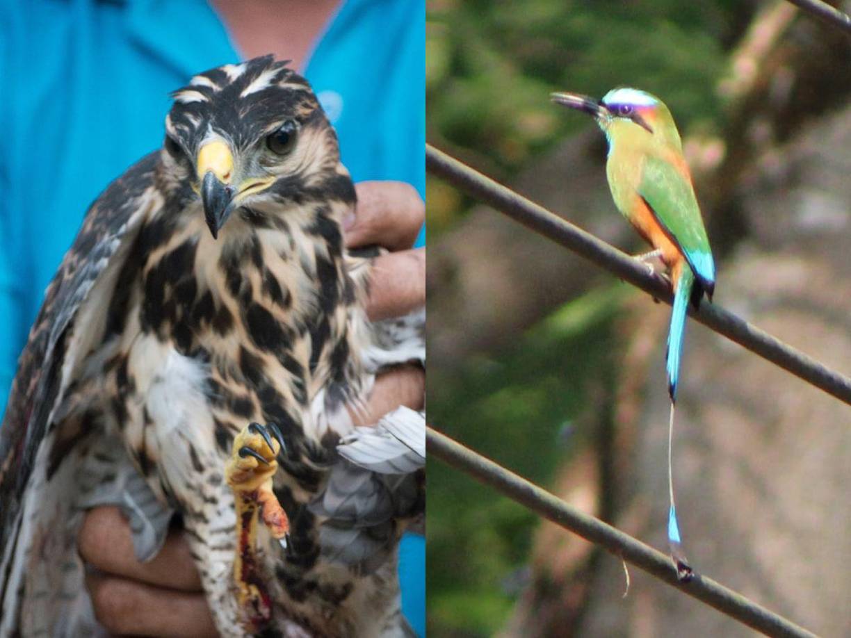 La Gerencia de Ambiente está haciendo su parte y solicitará a la Corporación declarar reserva natural el cerro y los alrededores para frenar el daño, las construcciones y las invasiones que están aumentando a diario.
