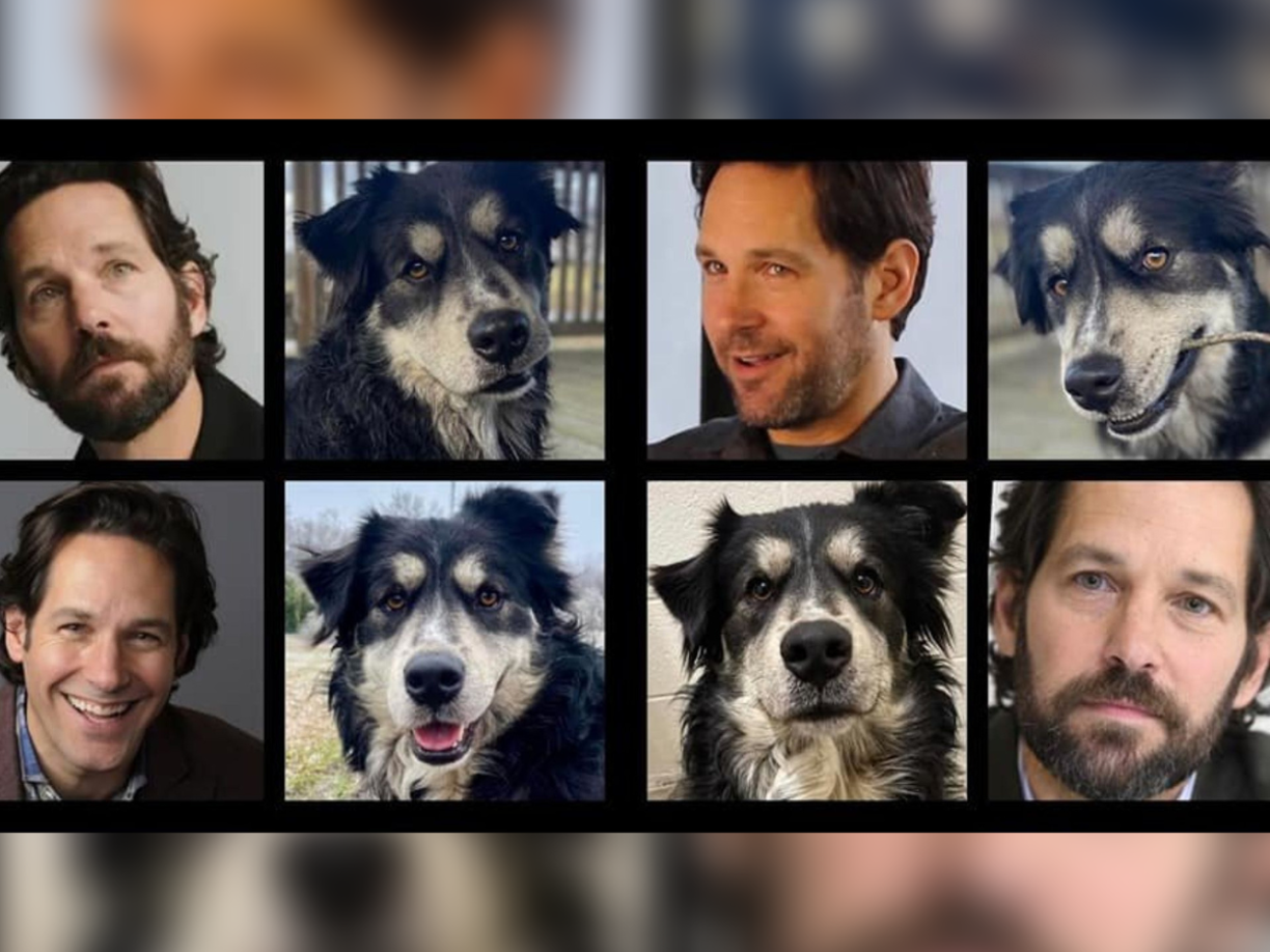 Un collage de fotos que compara las muchas poses de Pawl Ruff con las fotos de Rudd.