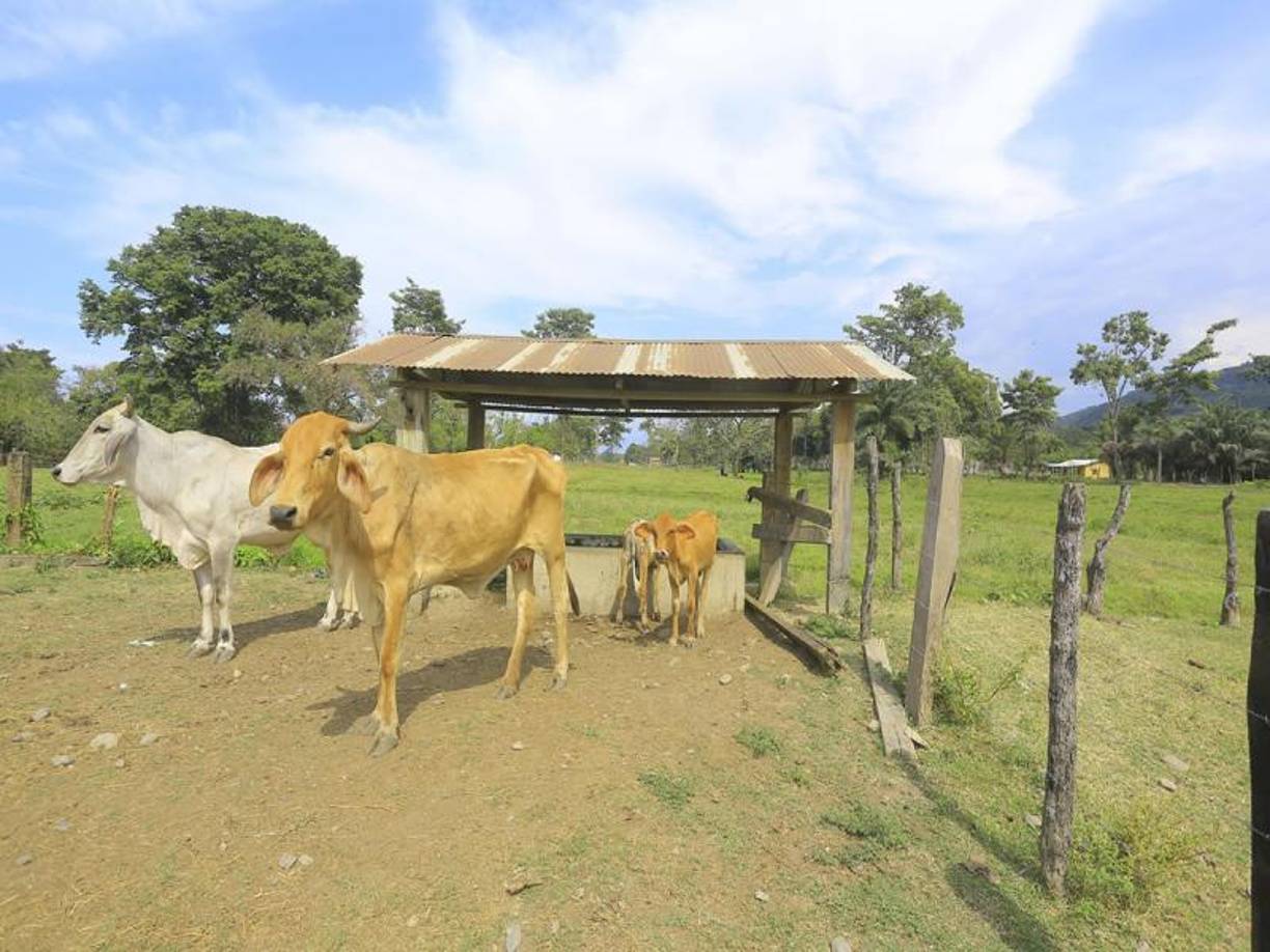 Ganaderos, propietarios de terrenos invadidos, aseguran que si no se actúa ya, se puede producir un conflicto armado; ganaderos protegerán sus bienes.
