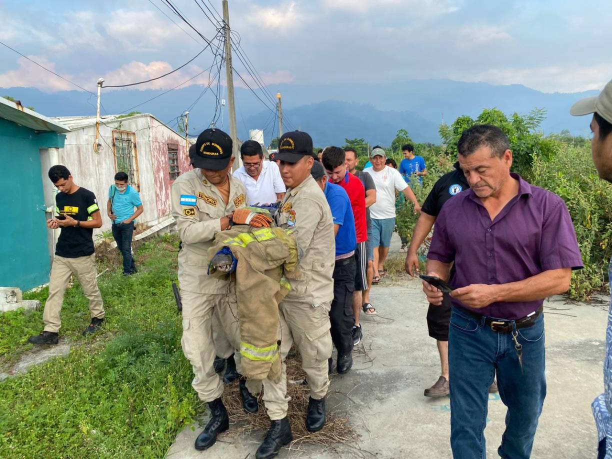 El cocodrilo fue hallado a eso de las 5:30 de la mañana.