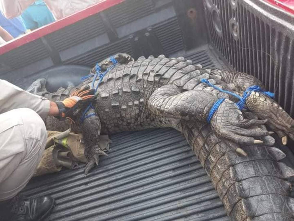 Captan y rescatan a cocodrilo que estaba paseándose en residencial de Choloma, Cortés