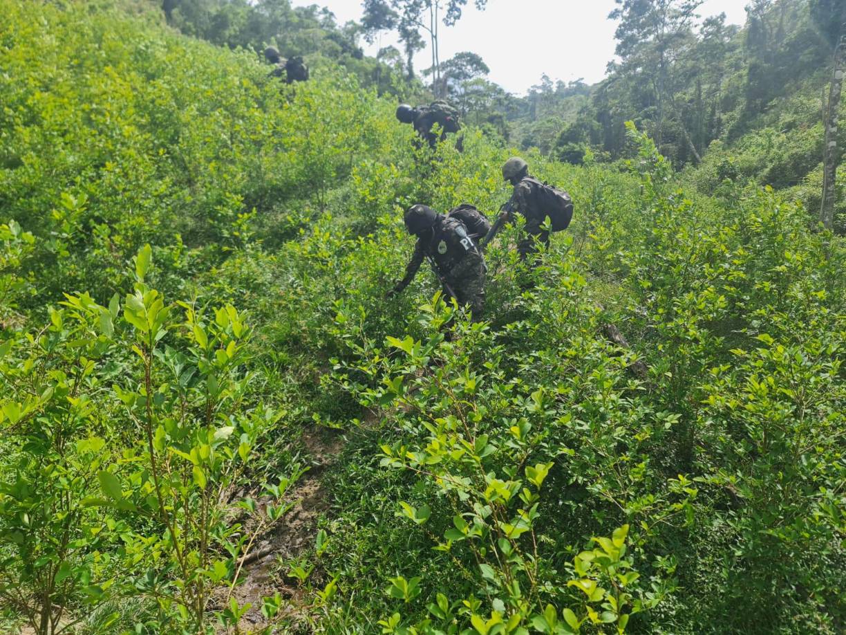 En el terreno había un total de 160,000 arbustos de hoja de coca plenamente desarrollados para la elaboración de droga.