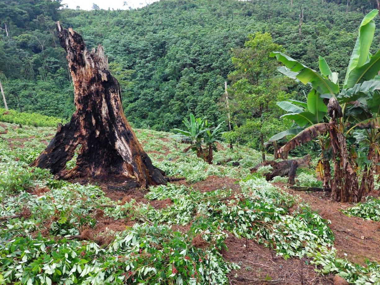 En la propiedad había incluso dormitorios para las personas que operaban en la productora de pasta de cocaína. 