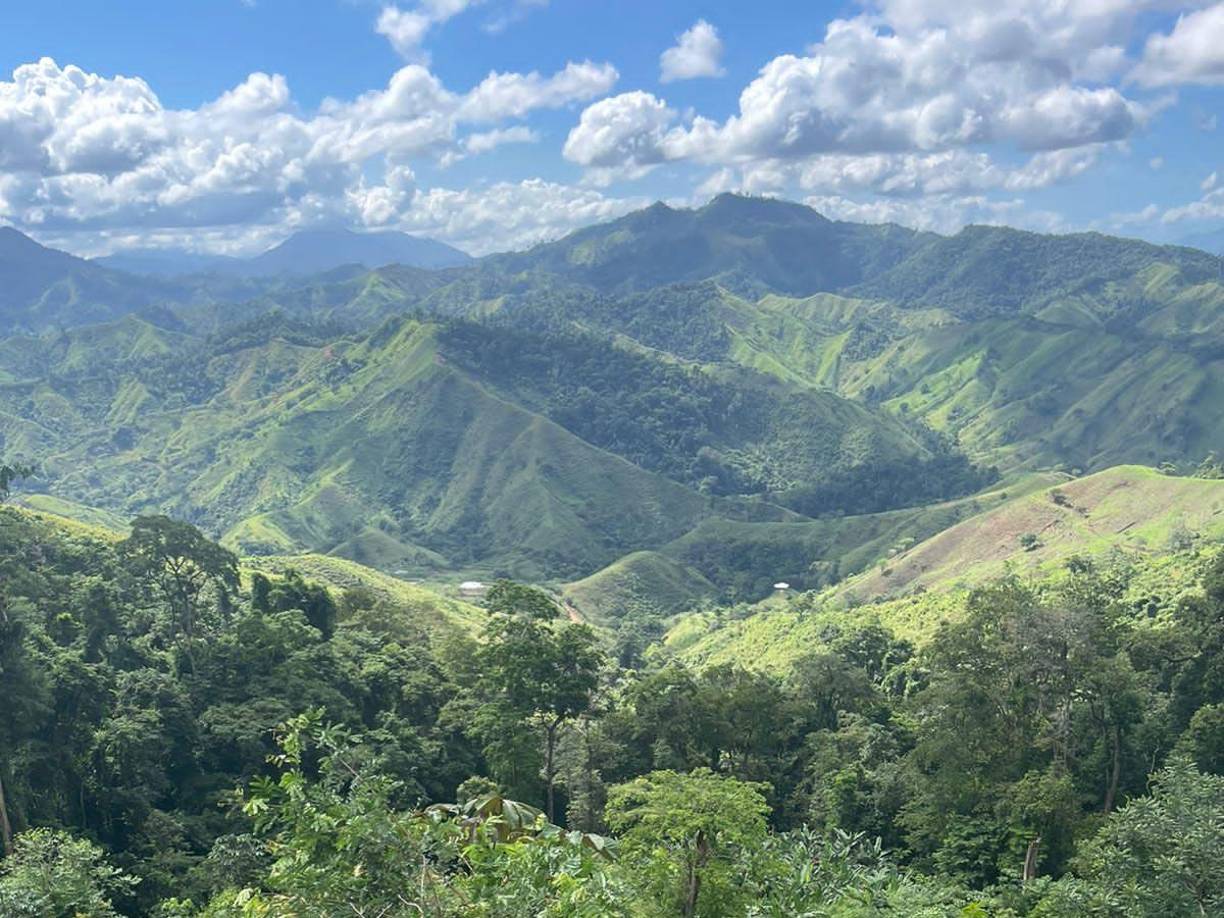 Descubren 18 mil arbustos de hoja de coca en Colón