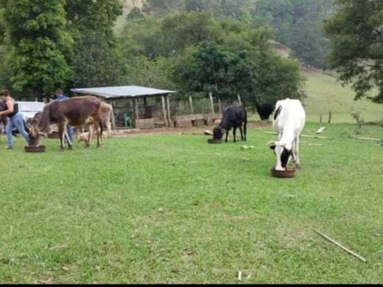 Nelson es un apasionado a las vacas, caballos y gracias al amor de estos animales de granja es que se le apoda el “Toro”.