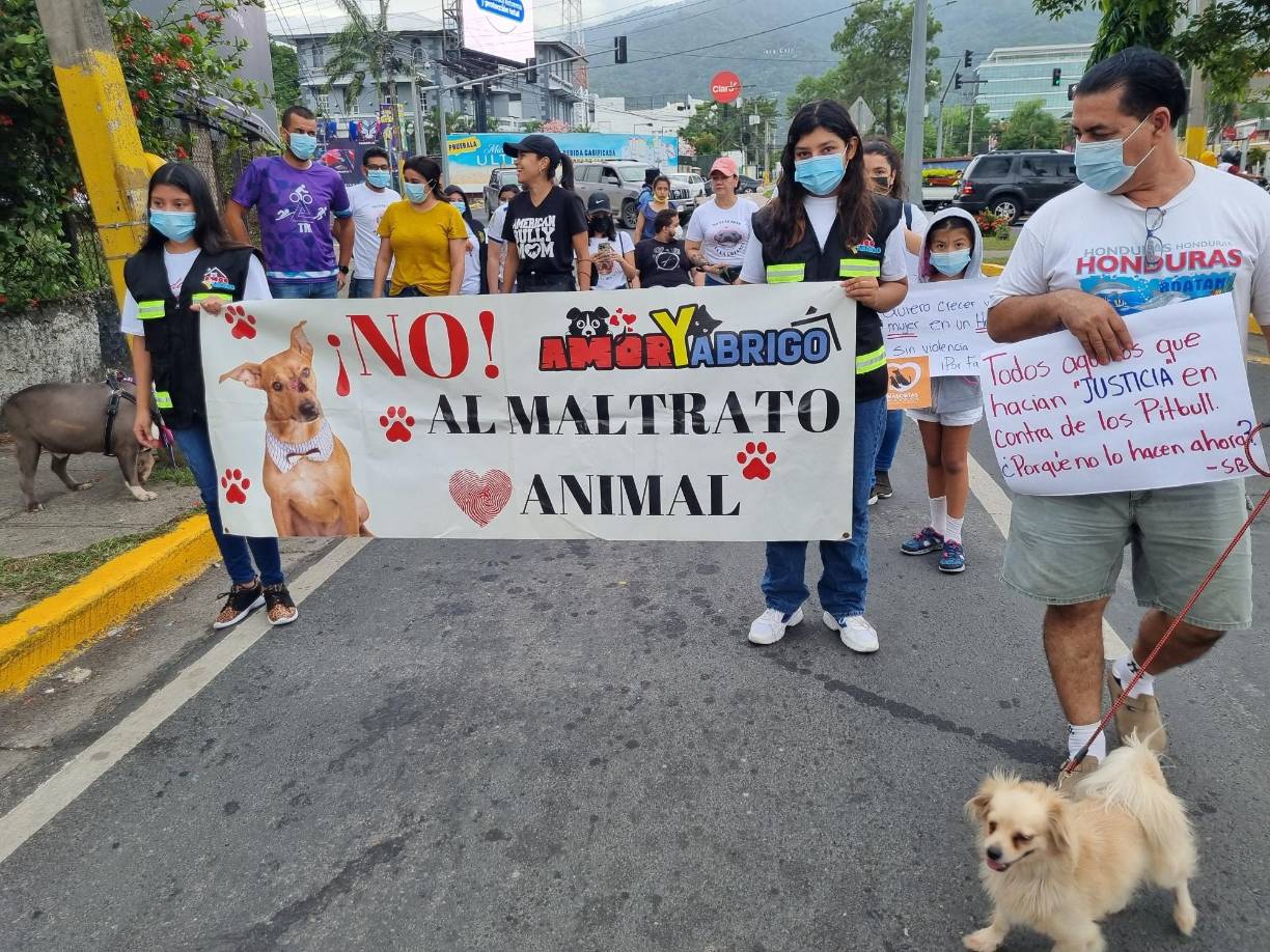 Ciudades como San Pedro Sula y Tegucigalpa cuentan con varias ONG donde usted puede acudir para adoptar una mascota o simplemente apoyar económicanmente, pero también las hay en otras zonas del país, véalas a continuación.