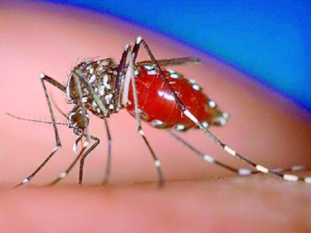 OPS alerta por casos de chikungunya