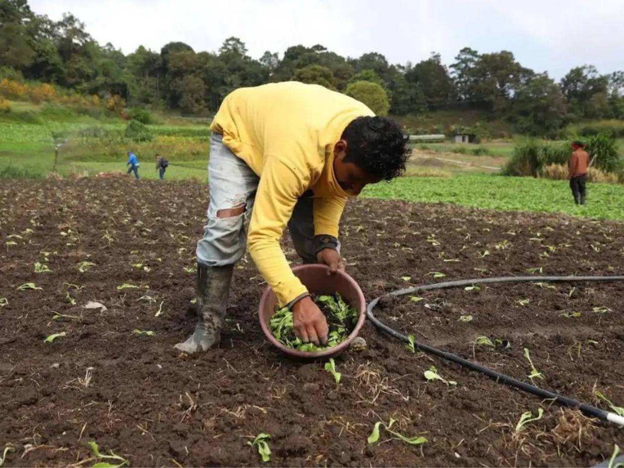 La CNBS autoriza alivio financiero para productores agropecuarios